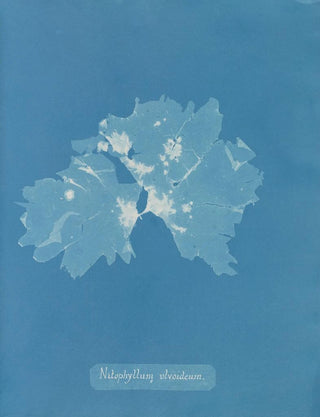 Nitophyllum ulvoideum - Anna Atkins — artwork view