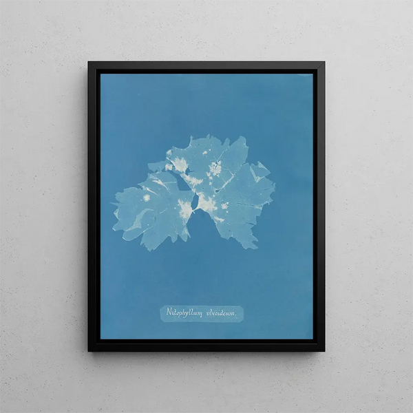 Nitophyllum ulvoideum - Anna Atkins — framed artwork on a wall