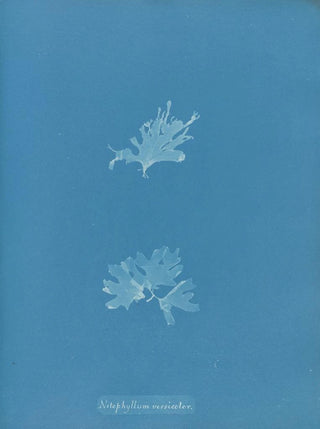 Nitophyllum versicolor - Anna Atkins — artwork view