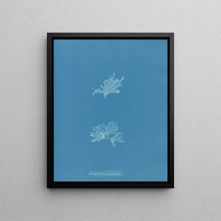 Nitophyllum versicolor - Anna Atkins — framed artwork on a wall