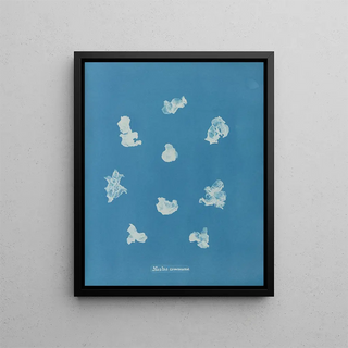 Nostoe commune - Anna Atkins — framed artwork on a wall