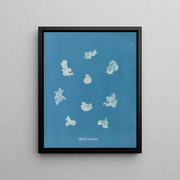 Nostoe commune - Anna Atkins — framed artwork on a wall