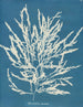 Odonthalie dentée - Anna Atkins — artwork view
