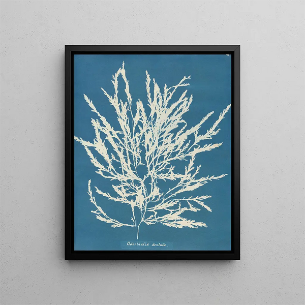 Odonthalie dentée - Anna Atkins — framed artwork on a wall