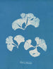 Padina Pavonia - Anna Atkins — artwork view