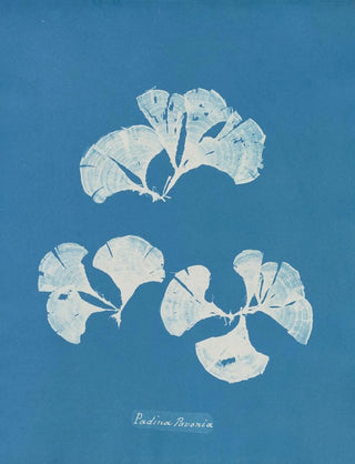 Padina Pavonia - Anna Atkins — artwork view