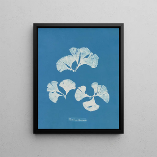 Padina Pavonia - Anna Atkins — framed artwork on a wall