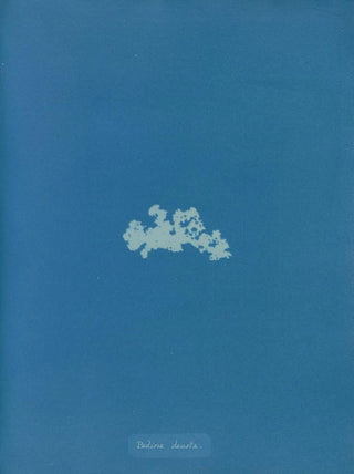 Padina deusta - Anna Atkins — artwork view