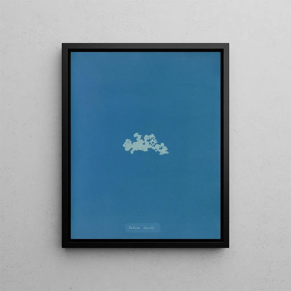 Padina deusta - Anna Atkins — framed artwork on a wall