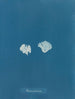 Padina Pavonia (Cas Conflit) - Anna Atkins — artwork view