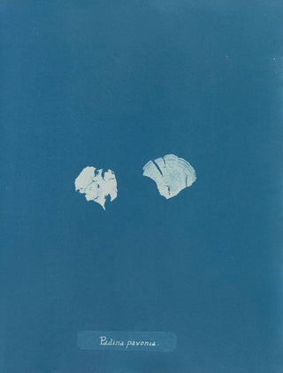 Padina Pavonia (Cas Conflit) - Anna Atkins — artwork view