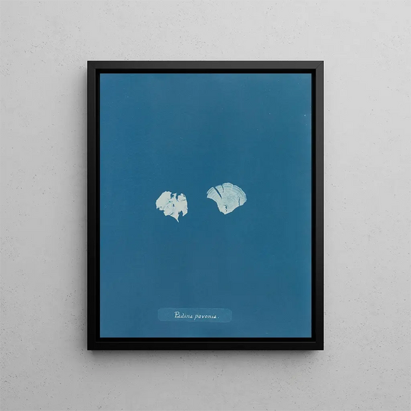 Padina Pavonia (Cas Conflit) - Anna Atkins — framed artwork on a wall