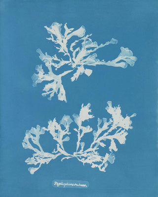 Phyllophora rubens - Anna Atkins — artwork view