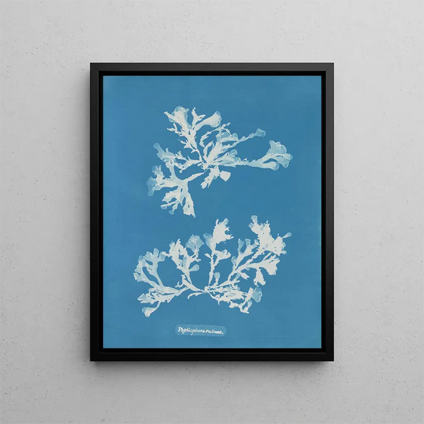 Phyllophora rubens - Anna Atkins — framed artwork on a wall