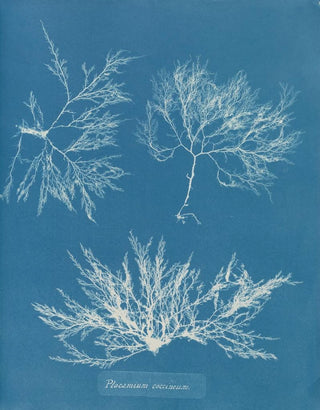 Plocamium cramoisi - Anna Atkins — artwork view