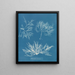 Plocamium cramoisi - Anna Atkins — framed artwork on a wall