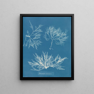 Plocamium cramoisi - Anna Atkins — framed artwork on a wall