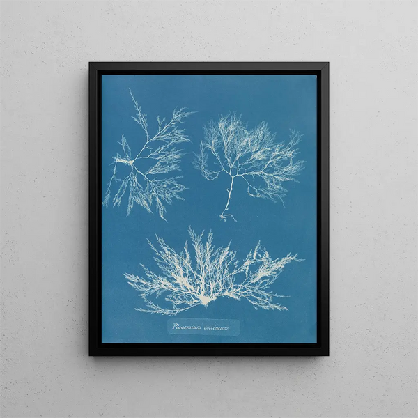 Plocamium cramoisi - Anna Atkins — framed artwork on a wall