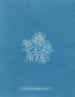 Plocamium cramoisi dans les fruits - Anna Atkins — artwork view