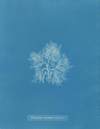 Plocamium cramoisi dans les fruits - Anna Atkins — artwork view