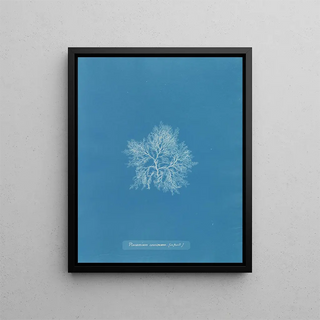Plocamium cramoisi dans les fruits - Anna Atkins — framed artwork on a wall