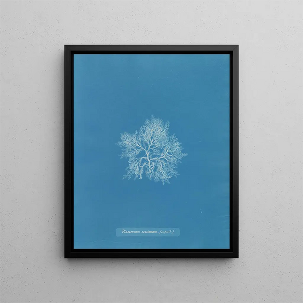 Plocamium cramoisi dans les fruits - Anna Atkins — framed artwork on a wall