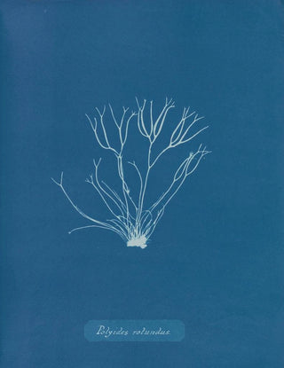 Round Polyides Painting - Anna Atkins — artwork view