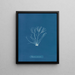 Round Polyides Painting - Anna Atkins — framed artwork on a wall