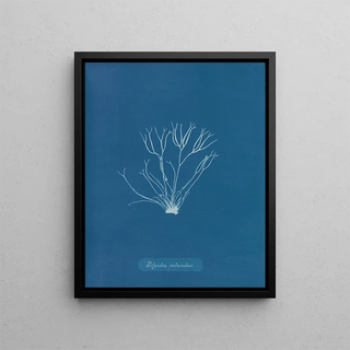 Round Polyides Painting - Anna Atkins — framed artwork on a wall