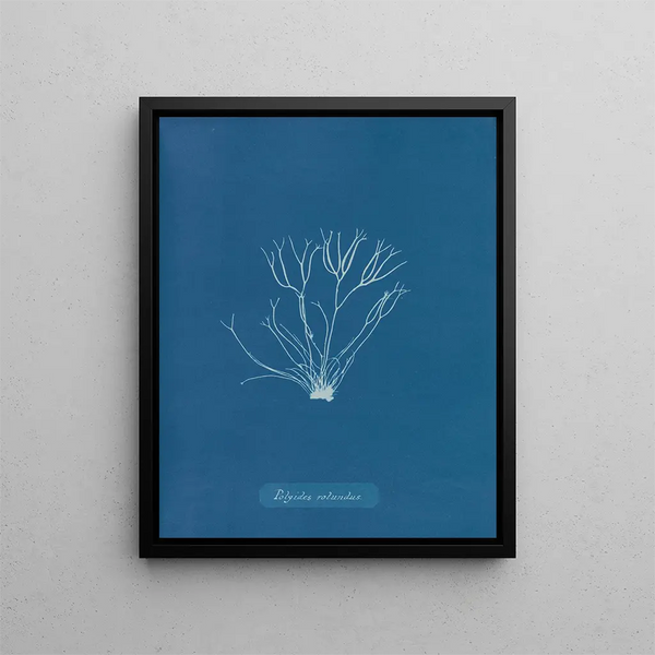 Round Polyides Painting - Anna Atkins — framed artwork on a wall