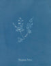 Polysiphonia Brodiaei Partie X - Anna Atkins — artwork view