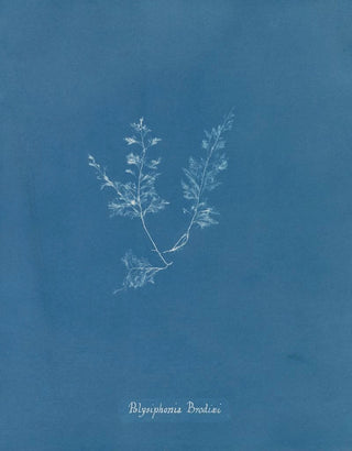 Polysiphonia Brodiaei Partie X - Anna Atkins — artwork view