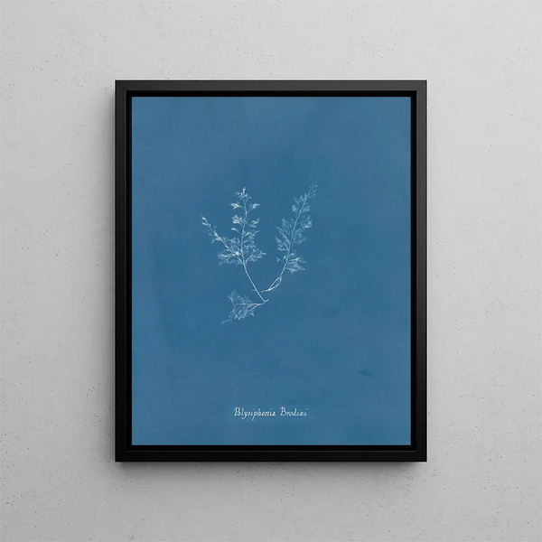Polysiphonia Brodiaei Partie X - Anna Atkins — framed artwork on a wall