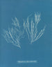 Polysiphonia atroscens - Anna Atkins — artwork view