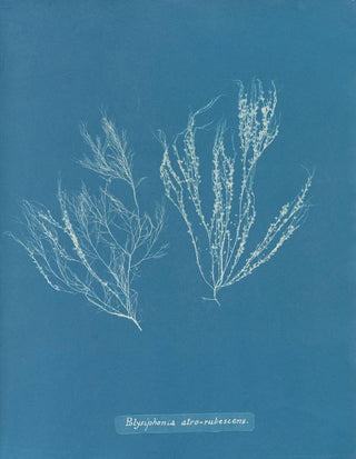 Polysiphonia atroscens - Anna Atkins — artwork view