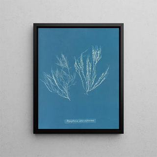 Polysiphonia atroscens - Anna Atkins — framed artwork on a wall