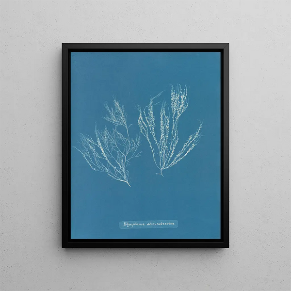 Polysiphonia atroscens - Anna Atkins — framed artwork on a wall