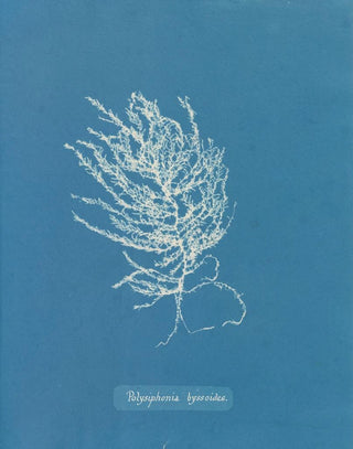 Polysiphonia byssoides by Anna Atkins — artwork view