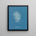 Polysiphonia byssoides by Anna Atkins — framed artwork on a wall