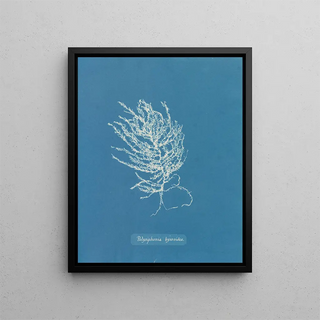 Polysiphonia byssoides by Anna Atkins — framed artwork on a wall