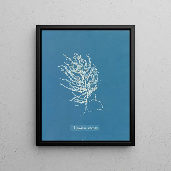 Polysiphonia byssoides by Anna Atkins — framed artwork on a wall