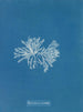 Polysiphonia cristata - Anna Atkins — artwork view