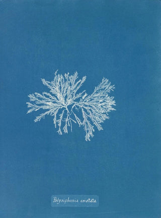Polysiphonia cristata - Anna Atkins — artwork view