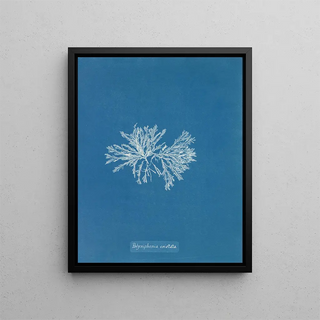 Polysiphonia cristata - Anna Atkins — framed artwork on a wall