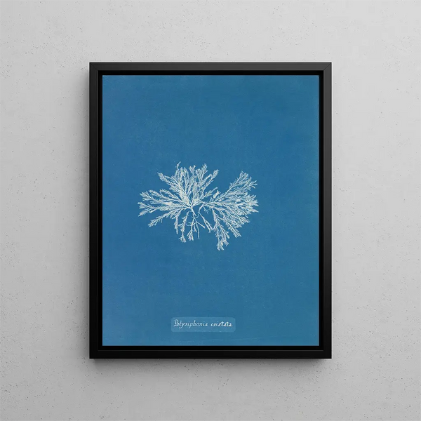 Polysiphonia cristata - Anna Atkins — framed artwork on a wall