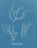Polysiphonia elongata - Anna Atkins — artwork view