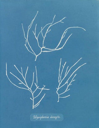 Polysiphonia elongata - Anna Atkins — artwork view