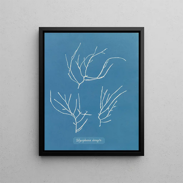 Polysiphonia elongata - Anna Atkins — framed artwork on a wall
