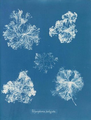 Polysiphonia fastigiata - Anna Atkins — artwork view