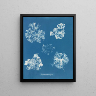 Polysiphonia fastigiata - Anna Atkins — framed artwork on a wall